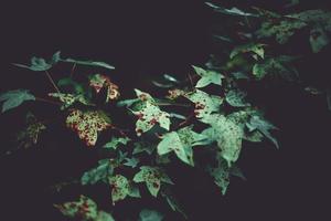 hojas de chicle en otoño