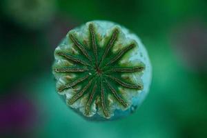 An Opium poppy, Papaver somniferum, seed pod photo