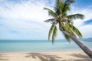 Palm tree on tropical beach photo