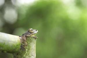 Common tree frog in steel pipe photo