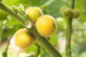 Solanum stramonifolium colgando de un árbol foto