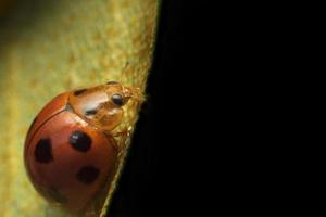 Ladybug on green leaf  photo