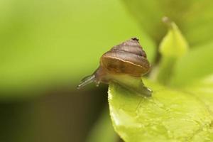 Snail on green leaf 