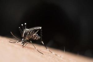 Macro of mosquito on human skin photo