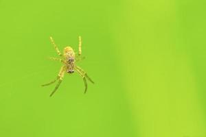 spider on cobweb and green background photo