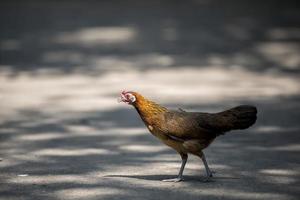 Hen crosses road photo