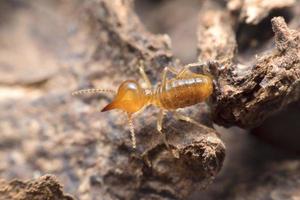 Termite close up on nest