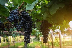 Concord grapes on vine photo