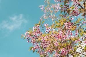 Pink cherry blossoms photo