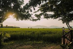 puesta de sol en el campo de arroz verde en campo foto