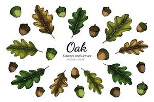 Hand drawn collection of oak nuts and leaves vector