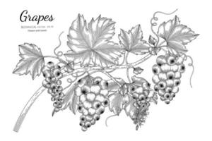 Hand drawn grapes vector