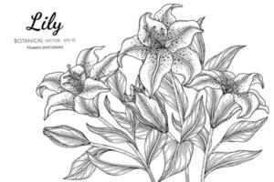 Hand drawn lily flower and leaf bouquet vector