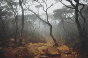 Misty mountain forest photo