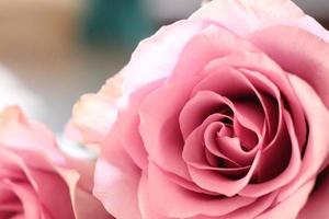Pink rose close up photo