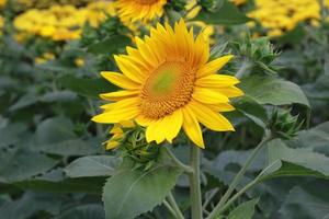 Foto de primer plano de girasol