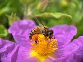 Bee pollinating purple flower photo