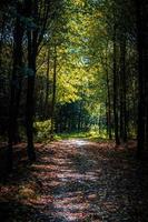 Foot path through trees in forest photo