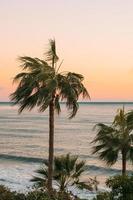 Palm trees near body of water photo