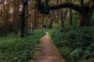 Brown wooden pathway 