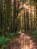 camino marrón en el bosque