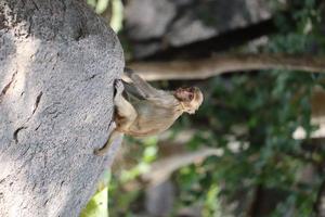 Monkey sitting on a rock photo