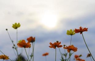 hermosas flores desde la vista de las hormigas. foto