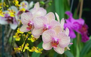 flores en un jardin foto