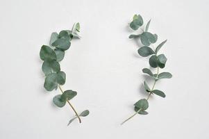 Eucalyptus leaves on stems photo
