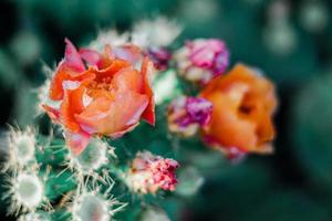 Orange and pink flowers on cactus photo