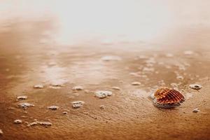 Seashell on brown sand photo