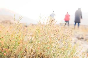 A bush of small wild flowers in meadow photo