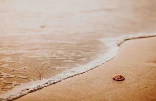 concha en la playa en la hora dorada foto