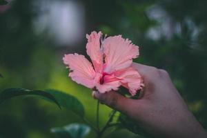 Person holding Hibiscus flower photo