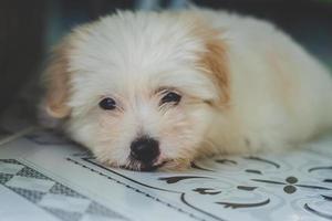 White puppy resting photo