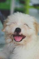 Smiling white puppy