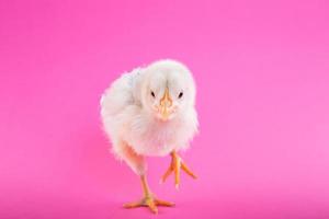 Yellow newborn chick photo