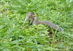 Squirrel on grass