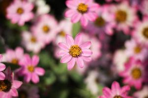 Pink flower in garden photo