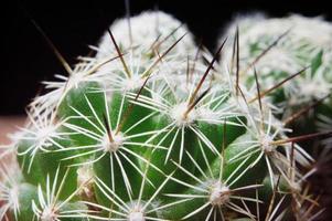 Cactus close up  photo