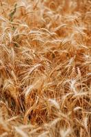 Close-up of wheat field photo