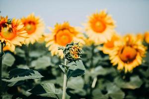 Close-up of a sunflower blossom photo