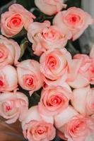 Close-up of pink roses photo