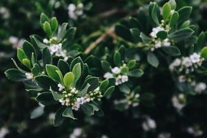 White cluster plant photo