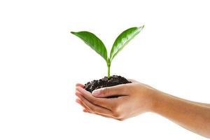 Hands holding seedling and dirt on white background photo