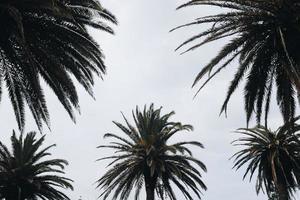 Tropical palm trees  photo