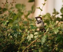 White and black bird  photo