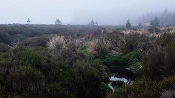 campo de hierba verde foto