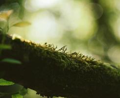 musgo en la rama de un árbol foto