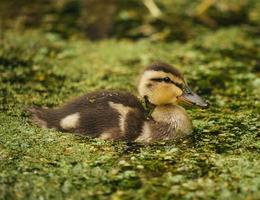 Brown and black duck  photo